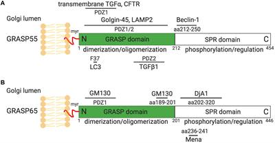 New Insights Into the Golgi Stacking Proteins